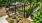 Bark Park